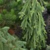 Picea Abies Frohburg - Epicea Pleureur 1 Picea Abies Frohburg - Epicea Pleureur -Coniferes Magasin Picea abies Frohburg 0675002 1
