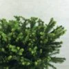 Epicea Commun - Picea Abies Maxwellii 2 Epicea Commun - Picea Abies Maxwellii -Coniferes Magasin Picea abies Maxwellii 679002 1