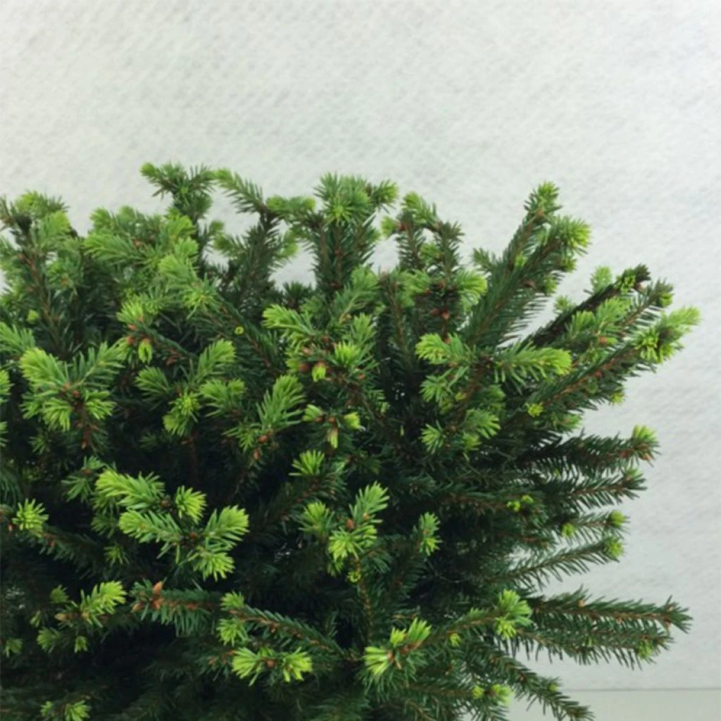 Epicea Commun - Picea Abies Maxwellii 3 Epicea Commun - Picea Abies Maxwellii