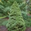Epinette Blanche - Picea Glauca Rainbow's End -Coniferes Magasin Picea glauca Rainbow s End 0691002 1