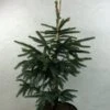 Epinette Noire - Picea Mariana Aurea 2 Epinette Noire - Picea Mariana Aurea -Coniferes Magasin Picea mariana Aurea 695002 1