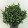 Epicea De Serbie - Picea Omorika Morava -Coniferes Magasin Picea omorika Morava 701002 1