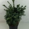 Epicea De Serbie - Picea Omorika Wodan -Coniferes Magasin Picea omorika Wodan 703002 1