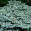 Epicea Bleu - Picea Pungens Glauca Globosa -Coniferes Magasin Picea pungens Glauca Globosa 0710002 1