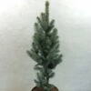 Epicea Bleu - Picea Pungens Iseli Fastigiate -Coniferes Magasin Picea pungens Iseli Fastigiate 0711002 1
