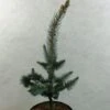 Picea Pungens Iseli Foxtail - Epicea Bleu 2 Picea Pungens Iseli Foxtail - Epicea Bleu -Coniferes Magasin Picea pungens Iseli Foxtail 712002 1