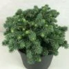 Epicea Bleu - Picea Pungens Kuba -Coniferes Magasin Picea pungens Kuba 714002 1