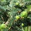 Epicea Bleu - Picea Pungens Sonia 2 Epicea Bleu - Picea Pungens Sonia -Coniferes Magasin Picea pungens Sonia C 715002 1