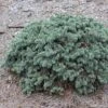 Epicea Bleu - Picea Pungens Waldbrunn 2 Epicea Bleu - Picea Pungens Waldbrunn -Coniferes Magasin Picea pungens Waldbrunn 0717002 1