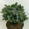 Epicea De Sitka - Picea Sitchensis Rom 2 Epicea De Sitka - Picea Sitchensis Rom -Coniferes Magasin Picea sitchensis Rom 719002 1