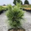 Pin - Pinus Schwerinii Wiethorst 1 Pin - Pinus Schwerinii Wiethorst -Coniferes Magasin Pin Pinus schwerinii Wiethorst IF 1007942 1