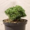 Pin De Montagne - Pinus Mugo Sherwood Compact -Coniferes Magasin Pin de montagne Pinus mugo Sherwood Compact IF 1007912 1