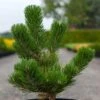 Pin Noir - Pinus Nigra Oregon Green 2 Pin Noir - Pinus Nigra Oregon Green -Coniferes Magasin Pin noir Pinus nigra Oregon Green IF 1001662 1