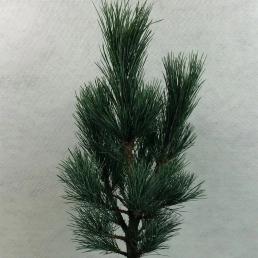 Pin Cembro Nain - Pinus Cembra Compacta Glauca 3 Pin Cembro Nain - Pinus Cembra Compacta Glauca
