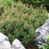 Pinus Mugo Mops - Pin De Montagne -Coniferes Magasin Pinus mugo Mops 0730002 1 1
