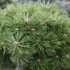 Pinus Nigra Agnes Brégeon - Pin Noir -Coniferes Magasin Pinus nigra Agnes Bregeon Pin noir V 1007931 1
