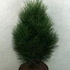 Pinus Nigra Green Tower - Pin Noir -Coniferes Magasin Pinus nigra Green Tower 733002 1