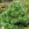 Pin Noir Nain - Pinus Nigra Nana -Coniferes Magasin Pinus nigra Nana 1002772 1