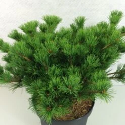 Pin Blanc Du Japon - Pinus Parviflora Kokuho