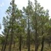 Pinus Pinaster - Pin Maritime 2 Pinus Pinaster - Pin Maritime -Coniferes Magasin Pinus pinaster 83436 1