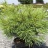 Pinus Strobus Minima - Pin De Weymouth 2 Pinus Strobus Minima - Pin De Weymouth -Coniferes Magasin Pinus strobus Minima 88965 1