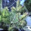 Pin Sylvestre Nain - Pinus Sylvestris Doone Valley 2 Pin Sylvestre Nain - Pinus Sylvestris Doone Valley -Coniferes Magasin Pinus sylvestris Doone Valley 0751002 1