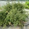 Podocarpus Des Neiges - Podocarpus Nivalis -Coniferes Magasin Podocarpus nivalis 0757002 1