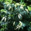 Laurier Du Portugal - Prunus Lusitanica -Coniferes Magasin Prunus lisitanica 781513 1