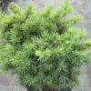 Pseudotsuga Menziesii Bhiela Lhota - Douglas 1 Pseudotsuga Menziesii Bhiela Lhota - Douglas -Coniferes Magasin Pseudotsuga menziesii Bhiela Lhota 758002 1