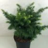Sapin De Douglas - Pseudotsuga Menziesii Fletcheri -Coniferes Magasin Pseudotsuga menziesii Fletcheri 759002 1