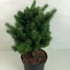 Sapin De Douglas - Pseudotsuga Menziesii Pannenhoef 2 Sapin De Douglas - Pseudotsuga Menziesii Pannenhoef -Coniferes Magasin Pseudotsuga menziesii Pannenhoef 761002 1
