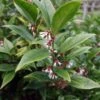Sarcococca Orientalis - Sarcocoque D'Orient -Coniferes Magasin Sarcococca orientalis 82225 1