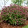 Lilas Bloomerang Dark Purple - Syringa Nain Hybride Remontant -Coniferes Magasin Syringa Bloomerang Dark Purple 82735 1