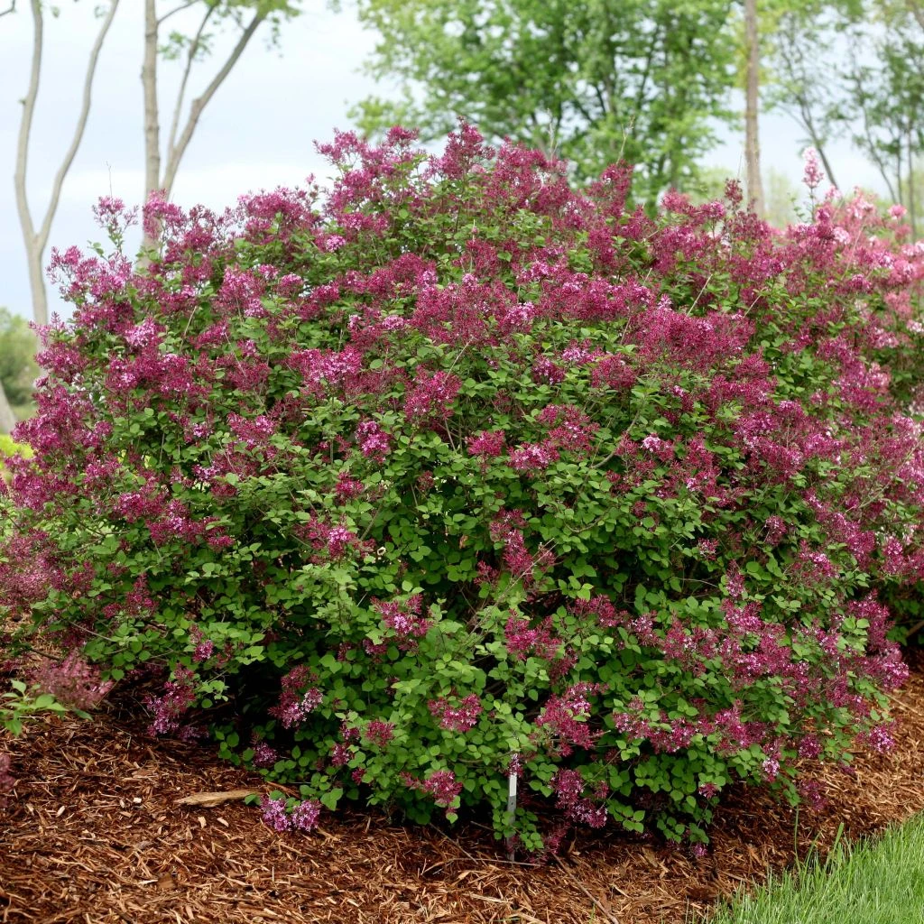 Lilas Bloomerang Dark Purple - Syringa Nain Hybride Remontant 3 Lilas Bloomerang Dark Purple - Syringa Nain Hybride Remontant