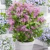 Lilas Nain - Syringa Meyeri Flowerfesta Pink -Coniferes Magasin Syringa meyeri Flowerfesta Pink 100871 1