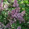Lilas - Syringa Meyeri Palibin -Coniferes Magasin Syringa meyeri Palibin 84343 1