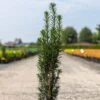 If Commun - Taxus Baccata Fastigiata Black Tower 1 If Commun - Taxus Baccata Fastigiata Black Tower -Coniferes Magasin Taxus baccata Black Tower IF 1008762 1