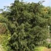 Taxus Baccata Dovastoniana - If Commun 1 Taxus Baccata Dovastoniana - If Commun -Coniferes Magasin Taxus baccata Dovastoniana V 1008771 1