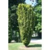 Taxus Baccata Fastigiata Aurea - If Commun Doré 1 Taxus Baccata Fastigiata Aurea - If Commun Doré -Coniferes Magasin Taxus baccata Fastigiata Aurea 87351 1