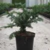Taxus Baccata Repandens - If Commun 1 Taxus Baccata Repandens - If Commun -Coniferes Magasin Taxus baccata Repandens 84351 1