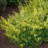 Taxus Baccata Summergold - If Commun Doré -Coniferes Magasin Taxus baccata Summergold 87353 1