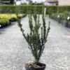 Taxus Media Hillii - If Hybride -Coniferes Magasin Taxus media Hillii 87355 1