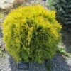 Thuya Du Canada - Thuja Occidentalis Amber Glow 1 Thuya Du Canada - Thuja Occidentalis Amber Glow -Coniferes Magasin Thuja occidentalis Amber Glow LD 1008781 1