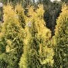 Thuya Du Canada - Thuja Occidentalis Jantar -Coniferes Magasin Thuja occidentalis Jantar V 1008811 1
