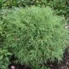 Thuya Du Canada - Thuja Occidentalis Mr Bowling Ball 2 Thuya Du Canada - Thuja Occidentalis Mr Bowling Ball -Coniferes Magasin Thuja occidentalis Mr Bowling Ball 0767002 1