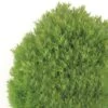 Thuja Occidentalis Teddy - Thuya Du Canada 2 Thuja Occidentalis Teddy - Thuya Du Canada -Coniferes Magasin Thuja occidentalis Teddy 0769002 1