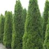 Thuja Occidentalis Totem Smaragd - Thuya Du Canada 2 Thuja Occidentalis Totem Smaragd - Thuya Du Canada -Coniferes Magasin Thuja occidentalis Totem Smaragd 15214 1