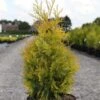 Thuya Du Canada - Thuja Occidentalis Yellow Ribbon. 1 Thuya Du Canada - Thuja Occidentalis Yellow Ribbon. -Coniferes Magasin Thuja occidentalis Yellow Ribbon 84360 1