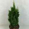 Thuya Du Canada - Thuja Occidentalis Zmatlik 2 Thuya Du Canada - Thuja Occidentalis Zmatlik -Coniferes Magasin Thuja occidentalis Zmatlik 771002 1