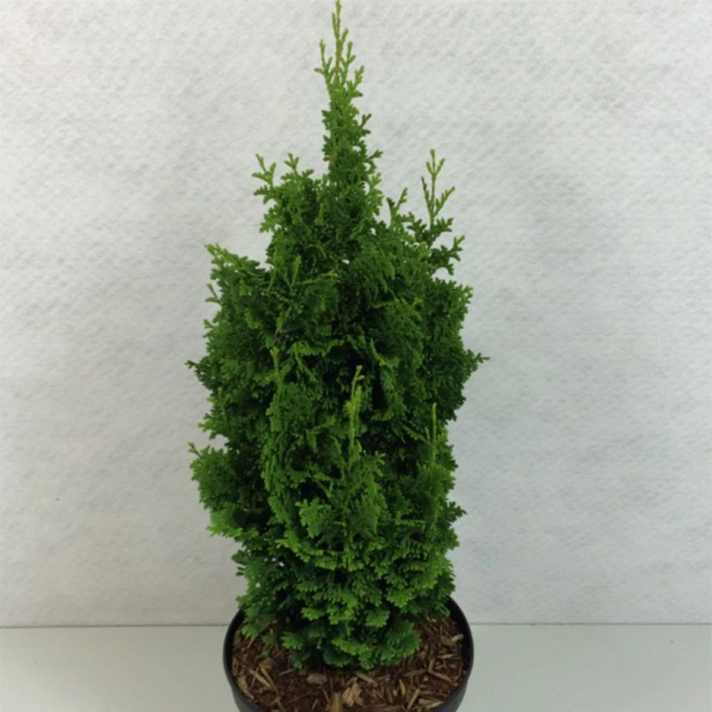 Thuya Du Canada - Thuja Occidentalis Zmatlik 3 Thuya Du Canada - Thuja Occidentalis Zmatlik